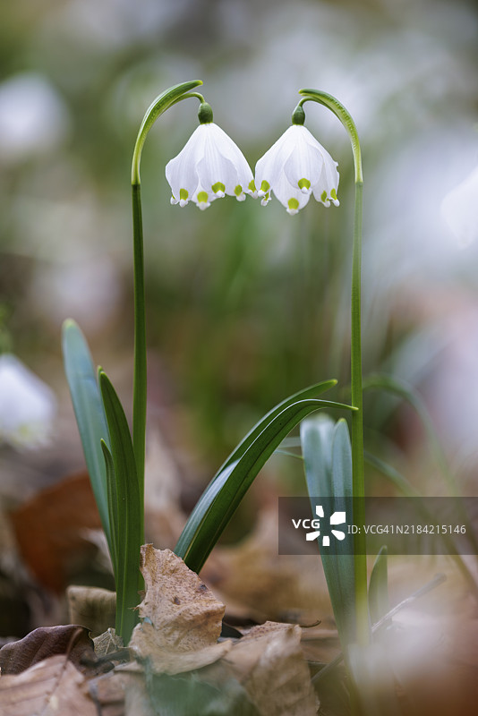 两朵春雪花（Leucojum vernum）在自然中，周围环绕着叶子和柔和的背景，德国巴登-符腾堡州恩根的瓦瑟堡谷。图片素材