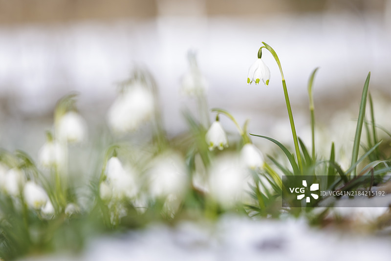 一株春季结缕草(Leucojum vernum)在柔和模糊的环境中从雪中生长,地点:德国巴登-符腾堡州恩根的瓦瑟堡谷。图片素材