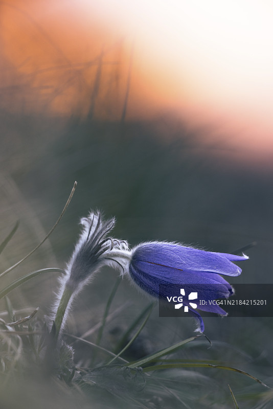 黄昏时分的紫色报春花（Pulsatilla vulgaris），背景模糊的灰色，德国巴登-符腾堡州恩根的瓦瑟堡谷。图片素材