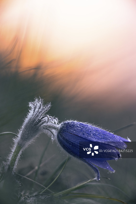 紫色的报春花(Pulsatilla vulgaris)在橙色日落天空前带着露珠,位于德国巴登-符腾堡州恩根的瓦瑟堡谷。图片素材