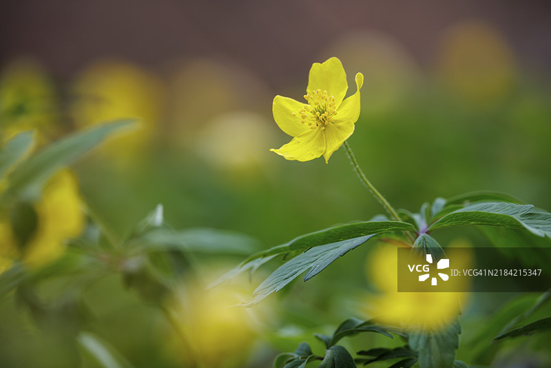 黄色银莲花(Anemone ranunculoides)在绿色环境中,背景模糊,德国巴登-符腾堡州恩根的瓦瑟堡谷。图片素材