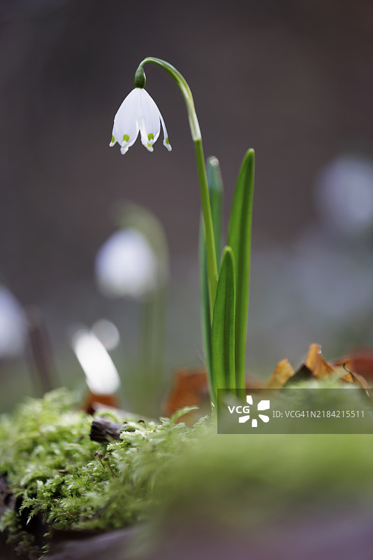 春雪花（Leucojum vernum）聚焦于苔藓，背景模糊，标志着春天的开始，德国巴登-符腾堡州恩根的瓦瑟堡谷。图片素材