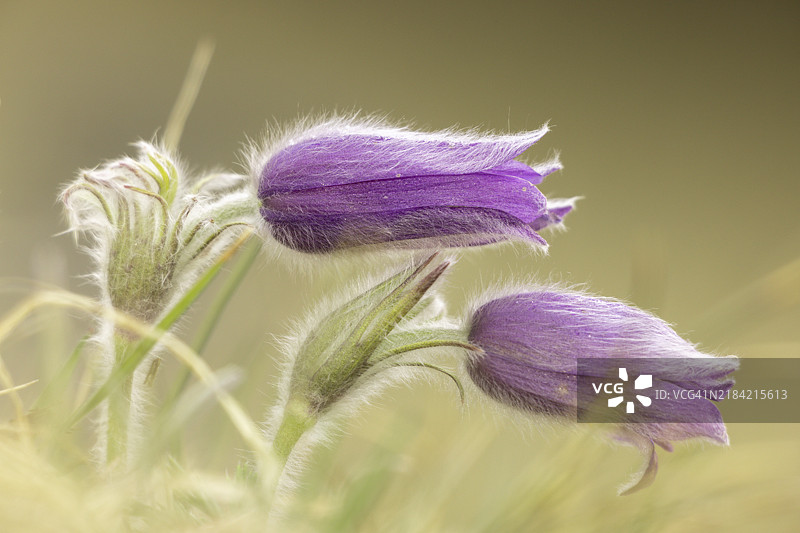 两朵紫色的报春花(Pulsatilla vulgaris)在柔和的浅色环境中,德国巴登-符腾堡州恩根的瓦瑟堡谷。图片素材