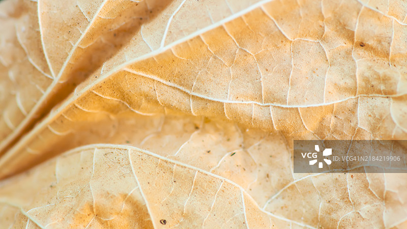 柔和米色调的干叶纹理特写图片素材