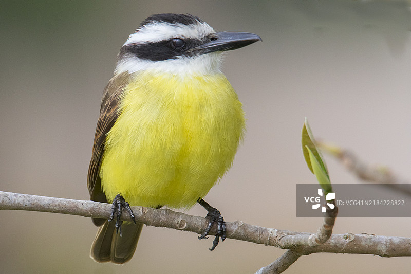 大喇叭鸟栖息在树枝上图片素材