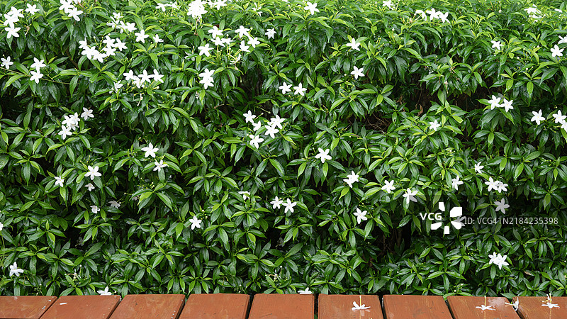 白色花朵与木制长椅图片素材