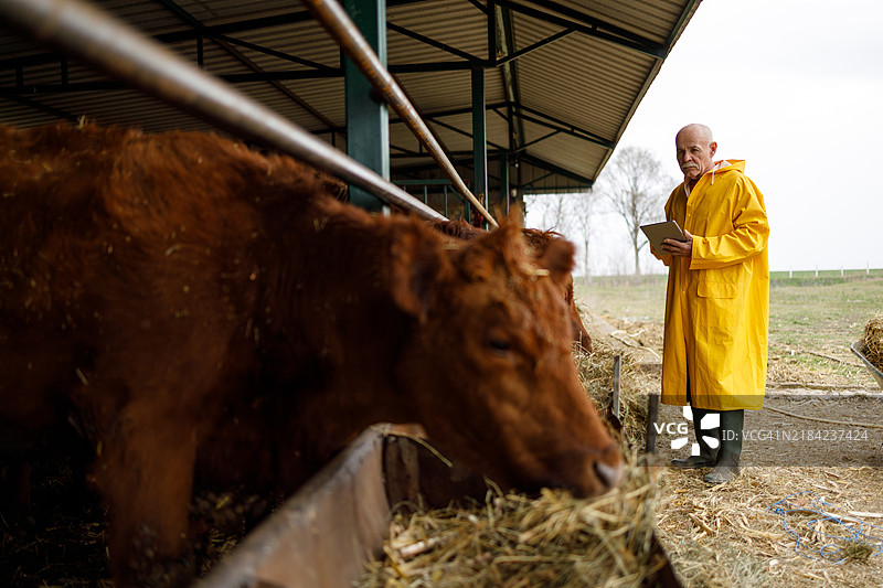 农民评估牛只数据图片素材