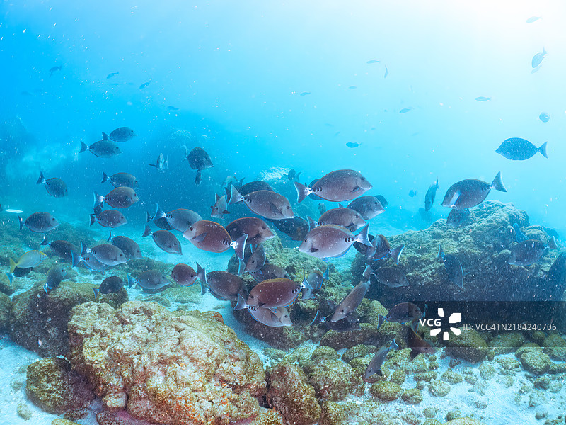 美丽的锯尾鱼(Prionurus scalprum)、兔鱼(Siganus fuscescens)、黄尾梭鱼(Sphyraena obtusata)等鱼群。静冈县南伊豆伊豆半岛的平藏滨海滩 - 2024年。图片素材