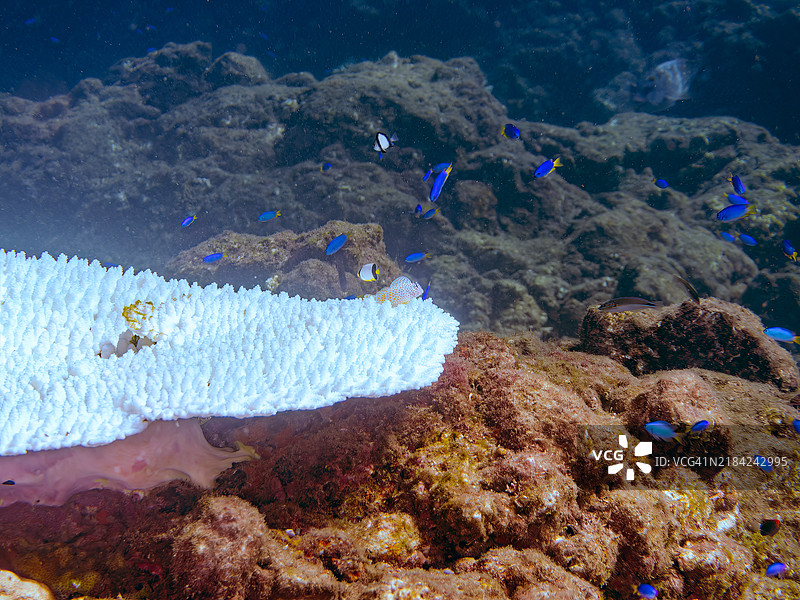珊瑚白化现象正在发生，原因是海水温度持续偏高。美丽的桌状珊瑚和可爱的幼年豹鳚（Exallias brevis），以及天使小丑鱼（Pomacentrus coelestis）等鱼群。图片素材