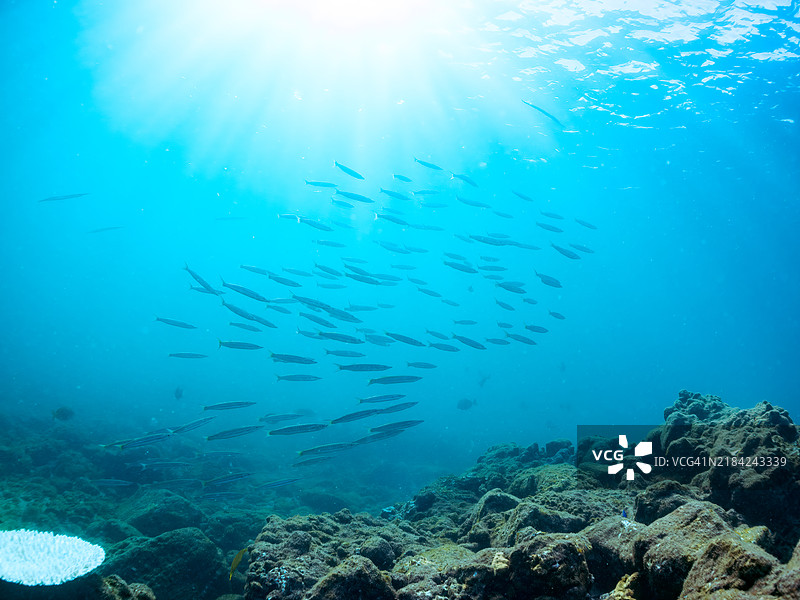一群黄尾梭鱼(Sphyraena obtusata)及其他鱼类。静冈县南伊豆町的平藏滨海滩 - 2024年。图片素材