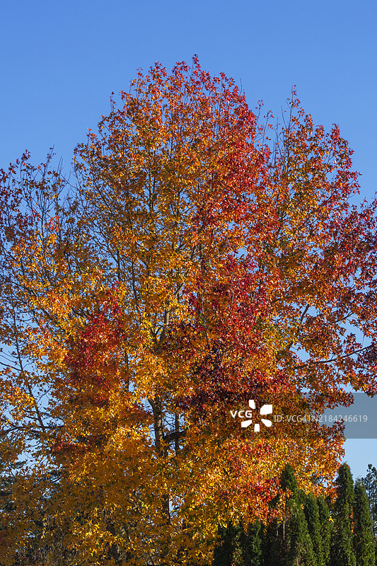 太平洋西北地区的秋叶色彩 002图片素材