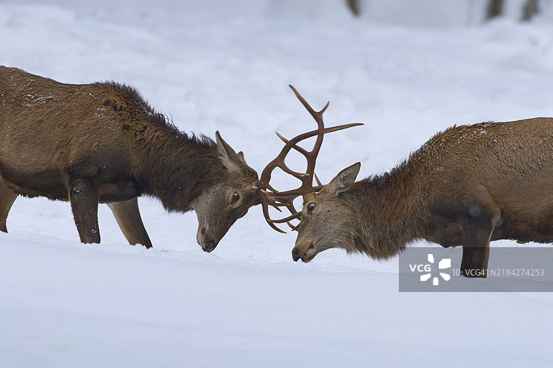 红鹿（Cervus elaphus），两只动物在冬季打斗图片素材