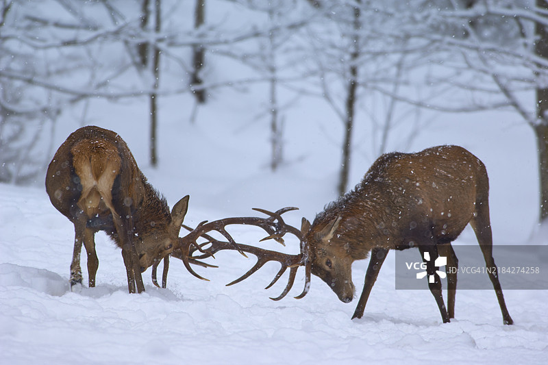 红鹿（Cervus elaphus），两只动物在冬季打斗图片素材