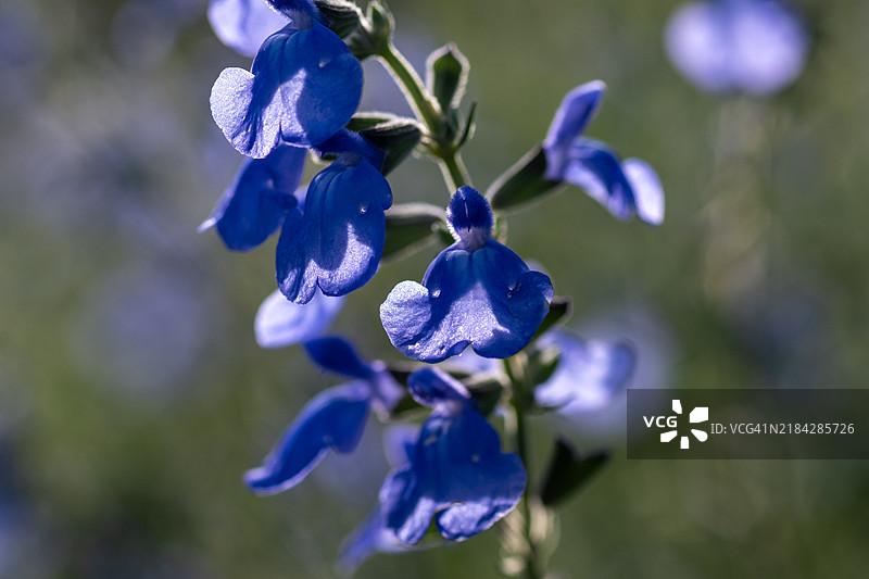 季节性花卉图片素材