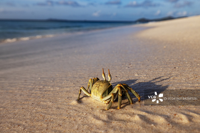绿角眼鬼蟹在海岸线上奔跑，背景中波浪拍打着沙滩图片素材