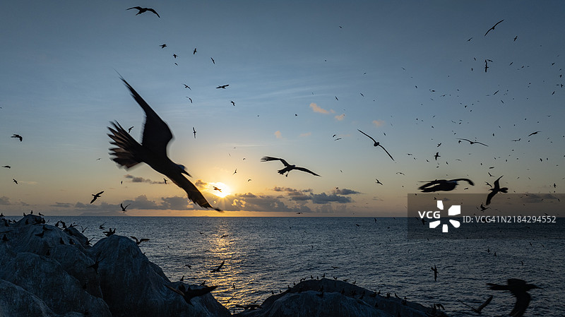 数百只棕色诺迪燕鸥在日落时分返回栖息地。图片素材