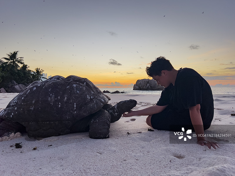 壮观的景色：一个年轻男孩在日落时分与塞舌尔巨龟在海滩上。图片素材
