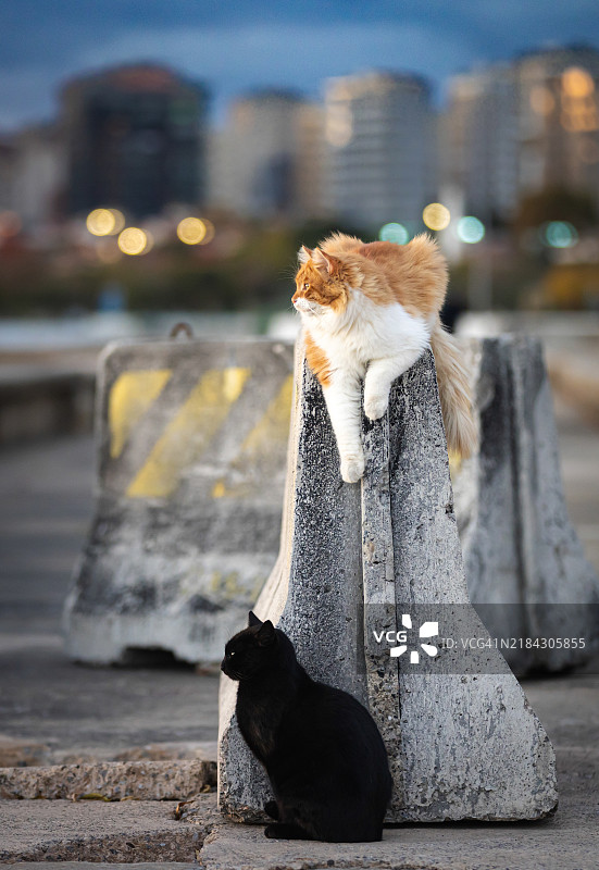 两只流浪猫。图片素材