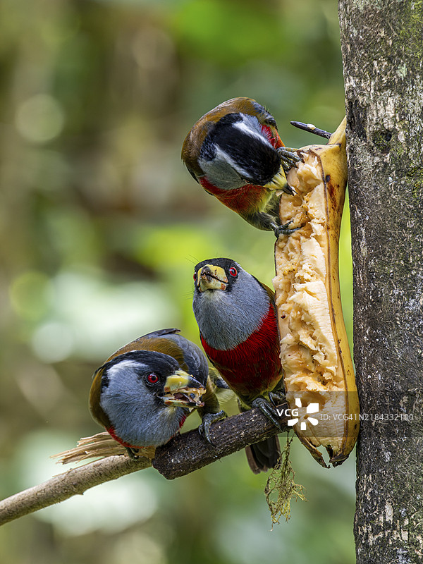 图卡鸟（Semnornis ramphastinus），厄瓜多尔明多森林保护区，南美洲图片素材