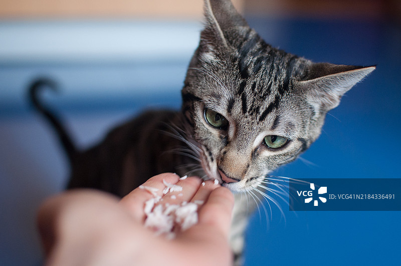 猫在吃火鸡图片素材