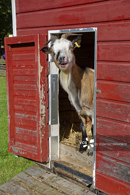 一只山羊好奇地探出它的栏舍，家畜，农场动物，反刍动物，山羊科（Caprini），德国，欧洲图片素材