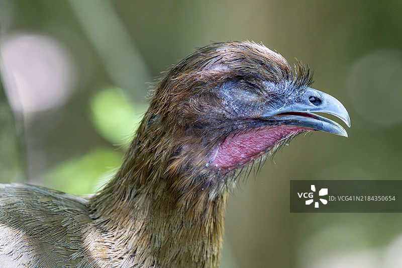 小查查拉卡(Ortalis motmot),哥伦比亚国家鸟类园,巴鲁通道,卡塔赫纳省,博利瓦尔,哥伦比亚,南美洲图片素材