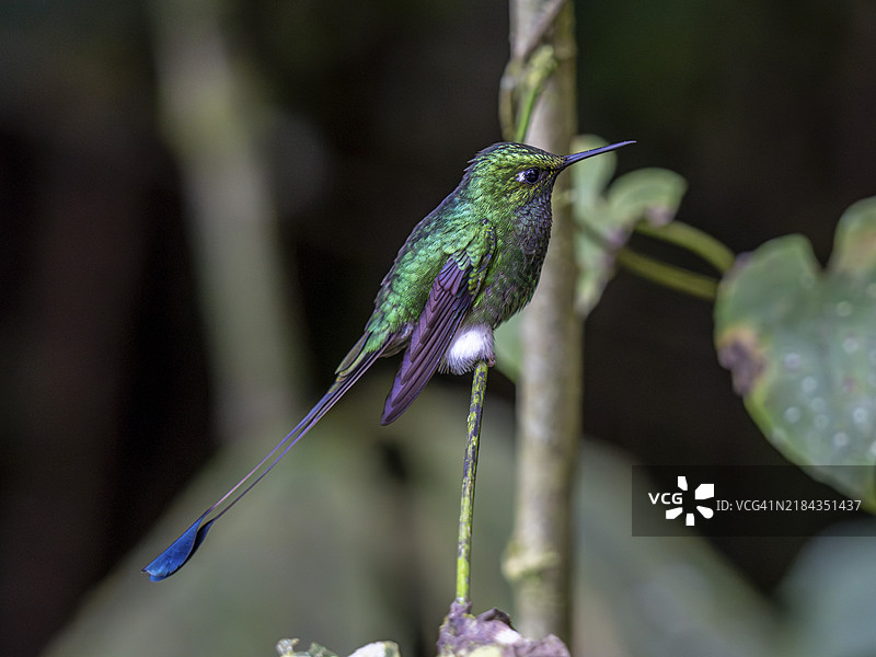 白靴镰尾鹦鹉（Ocreatus underwoodii），厄瓜多尔明多森林保护区，南美洲图片素材