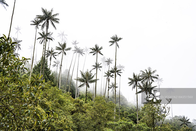 昆迪奥蜡棕榈（ceroxylon quindiuense），科科拉谷，萨伦托，昆迪奥，哥伦比亚，南美洲图片素材