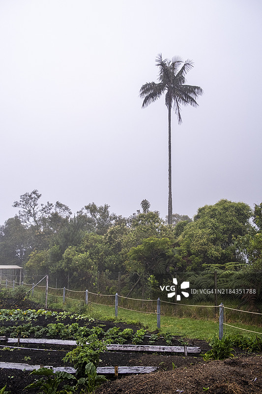 昆迪奥蜡棕榈(ceroxylon quindiuense),科科拉谷,萨伦托,昆迪奥,哥伦比亚,南美洲图片素材