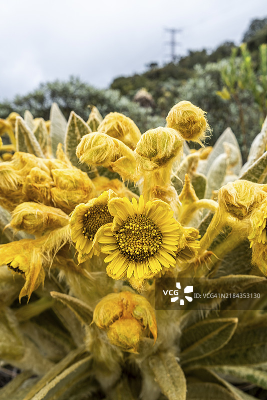 Espeletia Pycnophylla,花朵,Gabriel Lopez高原,托托罗,考卡,哥伦比亚,南美洲图片素材