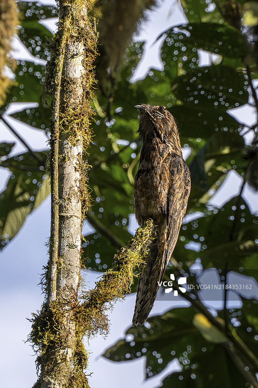 普通夜鹰（Nyctibius griseus），厄瓜多尔明多森林保护区，南美洲图片素材