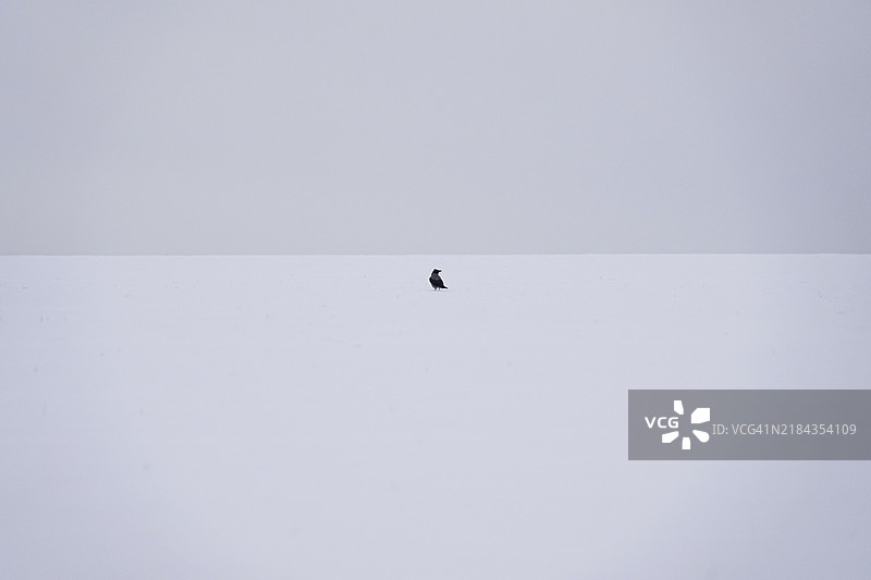 乌鸦，冬季，德国，欧洲图片素材