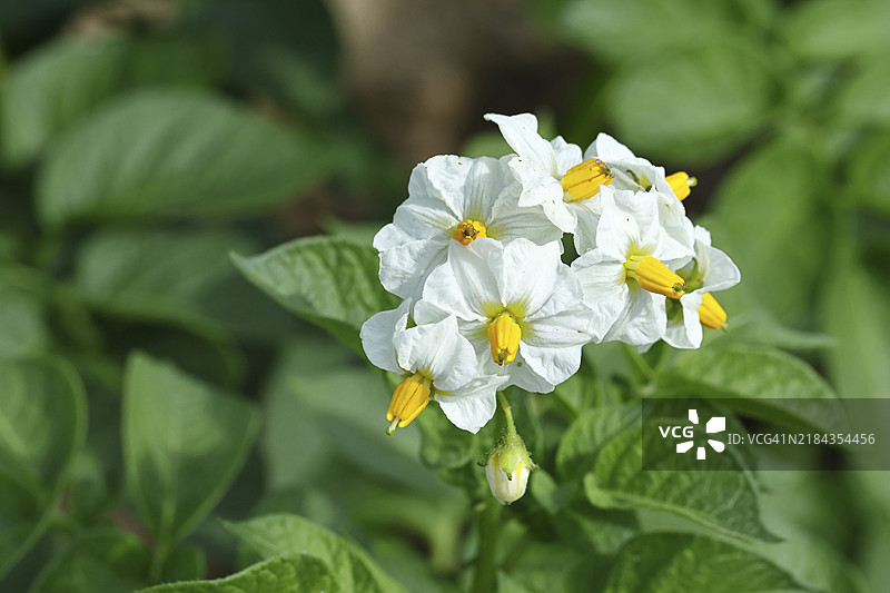 开花的马铃薯植物（Solanum tuberosum）特写，马铃薯花，德国北莱茵-威斯特法伦州威尔斯多夫，欧洲图片素材