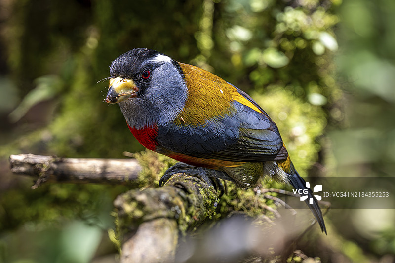 图卡鸟（Semnornis ramphastinus），厄瓜多尔明多森林保护区，南美洲图片素材