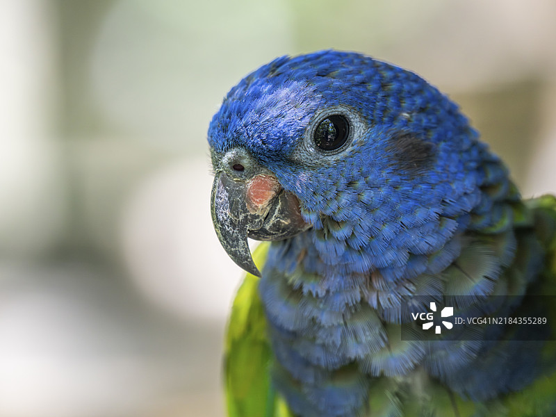 蓝头皮鹦鹉（Pionus menstruus），哥伦比亚国家鸟类园，巴鲁通道，哥伦比亚，卡塔赫纳省，博利瓦尔，南美洲图片素材
