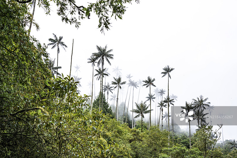 昆迪奥蜡棕榈(ceroxylon quindiuense),科科拉谷,萨伦托,昆迪奥,哥伦比亚,南美洲图片素材