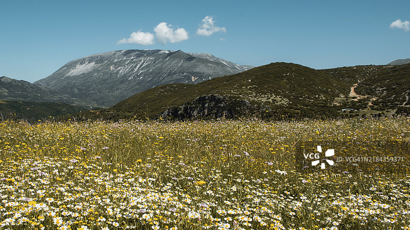 阿尔巴尼亚山脉中的花卉草甸图片素材