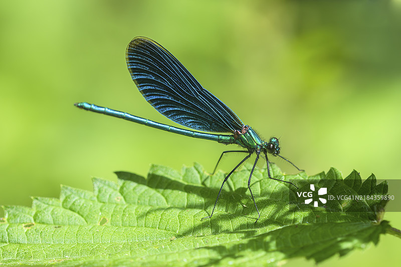 蓝翅蜻蜓(Calopteryx virgo),雄性,♂,在荨麻叶上晒太阳,德国莱茵兰-普法尔茨州迪伦多夫,欧洲图片素材