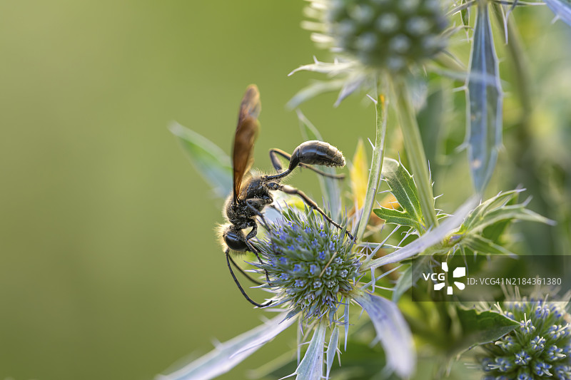 墨西哥异齿蜂（Isodontia mexicana）在平叶海蒿（Eryngium planum）上寻找花蜜，德国黑森州法兰克福西南区。图片素材