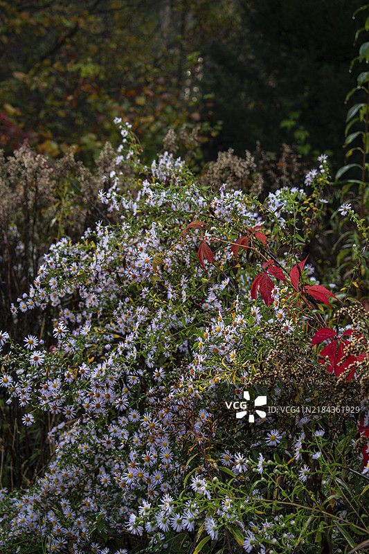 秋天的场景，白色花朵与五彩斑斓的树叶在黑暗的森林背景下，德国巴伐利亚州尼克尔海姆。图片素材