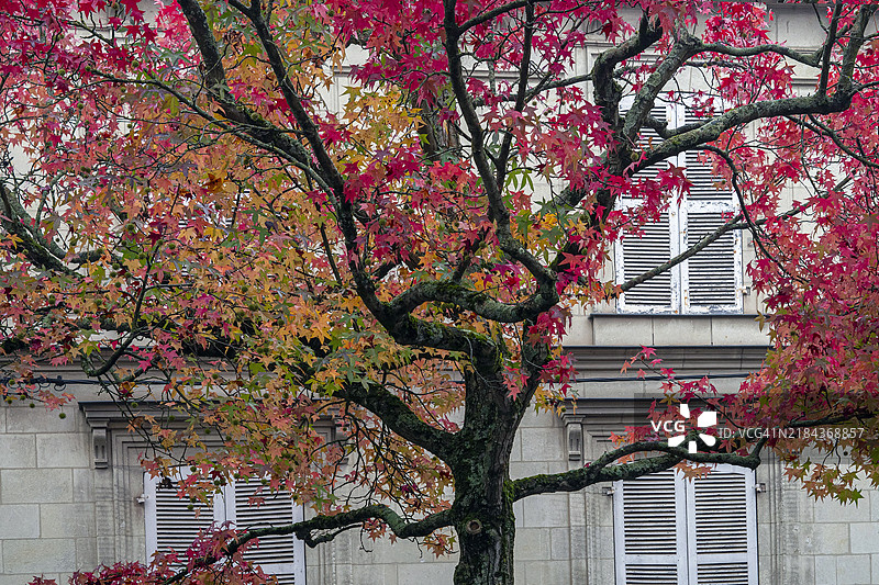 树木上美丽的秋叶图片素材