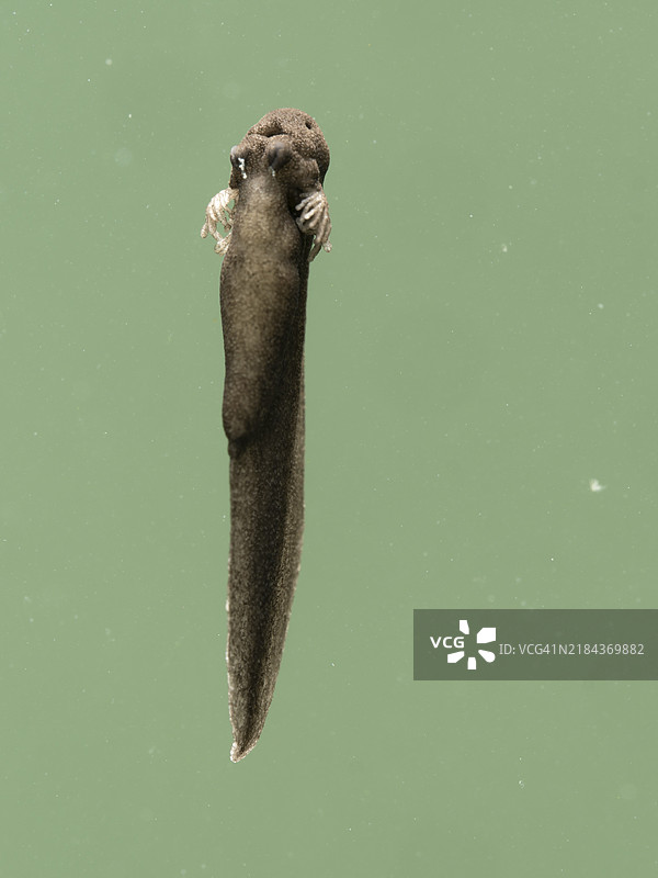 木蛙蝌蚪图片素材