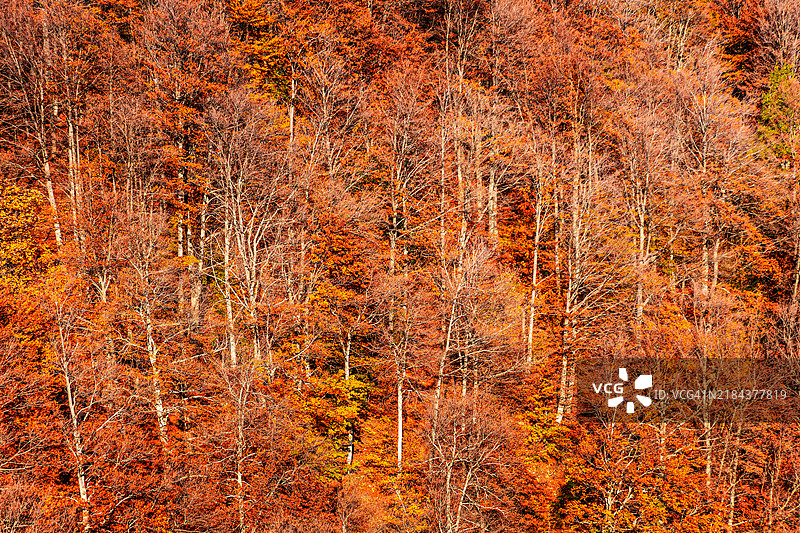 全景展示了金色秋季色彩的山毛榉森林自然图案组合。图片素材
