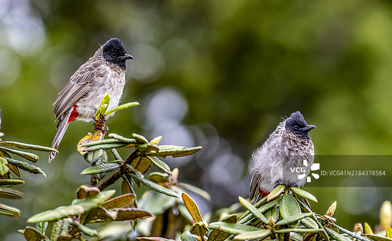 热带夜莺栖息在植物上的特写镜头图片素材