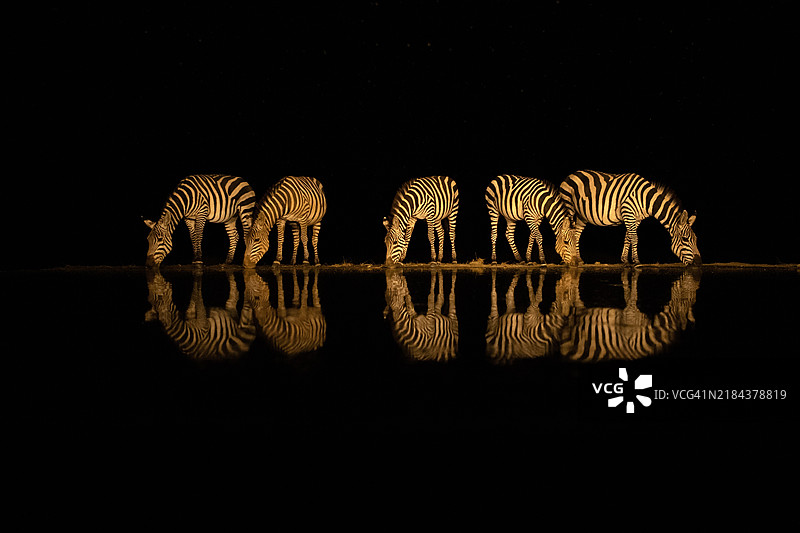 一对斑马图片素材