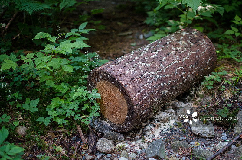 高角度视图的树桩在田野上，温哥华，不列颠哥伦比亚省，加拿大图片素材