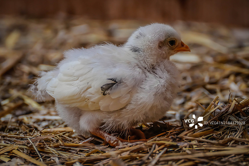 鸡在田野上栖息的特写镜头图片素材