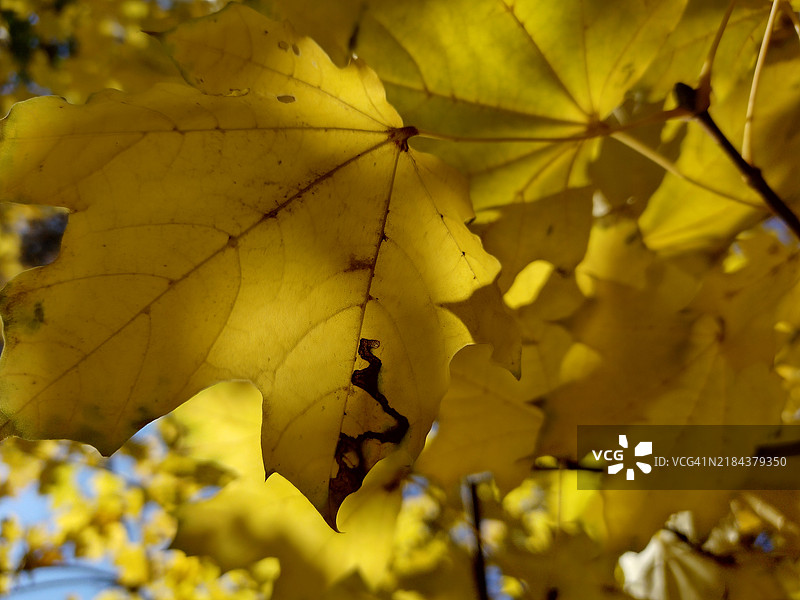 树枝上的黄色秋叶图片素材