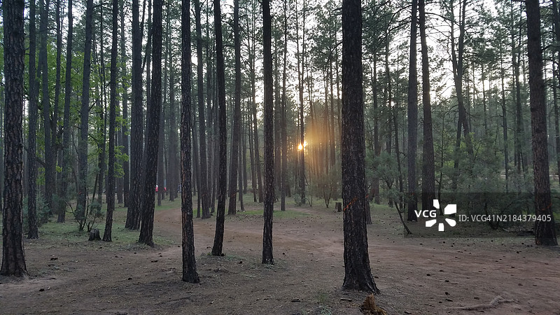 阳光透过松树，亚利桑那州佩森露营时的景色图片素材