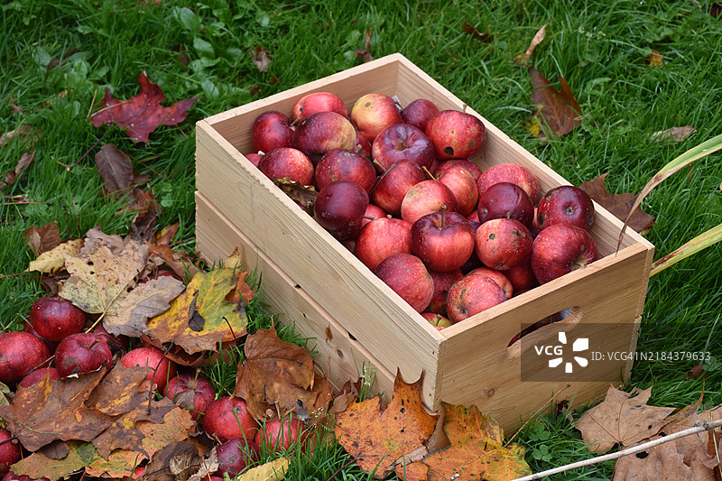 高角度视图的苹果在田野中的箱子里图片素材